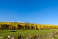 Vineyards of alsace - close to small village Hunawihr, France Royalty Free Stock Photo