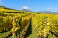 Vineyards of alsace - close to small village Hunawihr, France Royalty Free Stock Photo