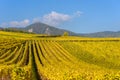 Vineyards of alsace - close to small village Hunawihr, France Royalty Free Stock Photo