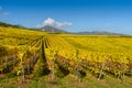 Vineyards of alsace - close to small village Hunawihr, France Royalty Free Stock Photo