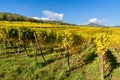 Vineyards of alsace - close to small village Hunawihr, France Royalty Free Stock Photo