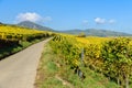 Vineyards of alsace - close to small village Hunawihr, France Royalty Free Stock Photo