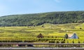 Vineyards by Alsace Royalty Free Stock Photo