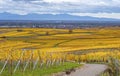 Vineyards of Alsace in late fall, France