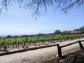 Vineyards Amidst Andean Majesty: Cafayate's Wine Country