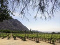 Vineyards Amidst Andean Majesty: Cafayate's Wine Country