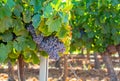 Vineyards of AOC Luberon mountains near Apt with old grapes trunks growing on red clay soil, red or rose wine grape Royalty Free Stock Photo