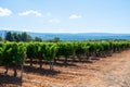 Vineyards of AOC Luberon mountains near Apt with old grapes trunks growing on red clay soil, red or rose wine grape Royalty Free Stock Photo