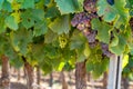 Vineyards of AOC Luberon mountains near Apt with old grapes trunks growing on red clay soil, red or rose wine grape Royalty Free Stock Photo