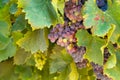 Vineyards of AOC Luberon mountains near Apt with old grapes trunks growing on red clay soil, red or rose wine grape Royalty Free Stock Photo