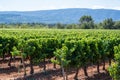 Vineyards of AOC Luberon mountains near Apt with old grapes trunks growing on red clay soil, red or rose wine grape Royalty Free Stock Photo