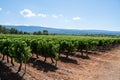 Vineyards of AOC Luberon mountains near Apt with old grapes trunks growing on red clay soil, red or rose wine grape Royalty Free Stock Photo