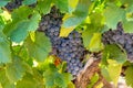 Vineyards of AOC Luberon mountains near Apt with old grapes trunks growing on red clay soil, red or rose wine grape Royalty Free Stock Photo