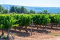 Vineyards of AOC Luberon mountains near Apt with old grapes trunks growing on red clay soil, red or rose wine grape Royalty Free Stock Photo
