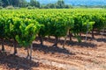 Vineyards of AOC Luberon mountains near Apt with old grapes trunks growing on red clay soil, red or rose wine grape Royalty Free Stock Photo