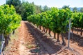 Vineyards of AOC Luberon mountains near Apt with old grapes trunks growing on red clay soil, red or rose wine grape Royalty Free Stock Photo