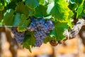 Vineyards of AOC Luberon mountains near Apt with old grapes trunks growing on red clay soil Royalty Free Stock Photo