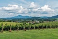 Vineyards in the area of Slovenske Konjice