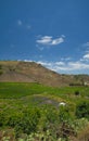 Vineyards around Bandama Royalty Free Stock Photo