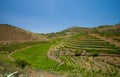 Vineyards around Bandama Royalty Free Stock Photo