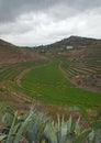 Vineyards around Bandama Royalty Free Stock Photo