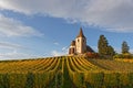 Vineyards around the church of the Alsatian village of Hunawihr Royalty Free Stock Photo