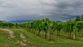 vineyards around the village of Cormons, in the regional decentralization entity of Gorizia in the Italian region of Friuli-