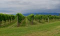 vineyards around the village of Cormons, in the regional decentralization entity of Gorizia in the Italian region of Friuli-