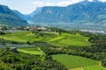 Vineyards in Auer municipality, South Tirol, Italy