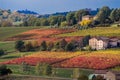 Rows of vine lambrusco autumn colors wine festival of grape Royalty Free Stock Photo