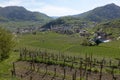 Vineyards in Wachau, Spitz in der Donau, Wachau, Niederosterreich, Austria, UNESCO Royalty Free Stock Photo