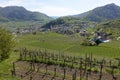 Vineyards in Wachau, Spitz in der Donau, Wachau, Niederosterreich, Austria Royalty Free Stock Photo