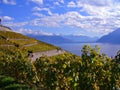 Vineyards in Automn Royalty Free Stock Photo