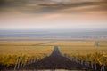 Vineyards in the autumn