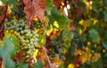 Vineyards in autumn