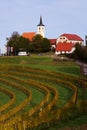 Vineyards in autumn, Jeruzalem, Slovenia Royalty Free Stock Photo