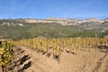 Autumn near the village of La Vilella Alta, in the