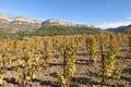 The vineyards in autumn near the village of La Vilella Alta, in the