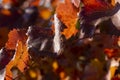 Vineyards in the autumn with red foliage.