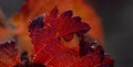 Vineyards in the autumn with red foliage.