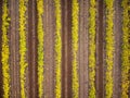 Vineyards in autumn in Rueda. Aerial view Royalty Free Stock Photo