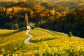 Vineyards with a autumn  in Spicnik, Slovenia Royalty Free Stock Photo