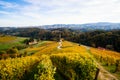 Vineyards with a autumn  in Spicnik, Slovenia Royalty Free Stock Photo