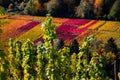 Vineyards at autumn time with colorful leaves Royalty Free Stock Photo