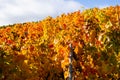 Vineyards at autumn time with colorful leaves in the sunshine Royalty Free Stock Photo