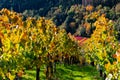 Vineyards at autumn time with colorful leaves in the sunshine Royalty Free Stock Photo