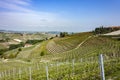 The vineyards of Barbaresco, Piedmont. Royalty Free Stock Photo