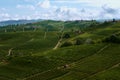 Vineyards of Barolo Langhe wine district, Italy Royalty Free Stock Photo