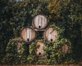 Vineyards . Barrels of wine between yard Royalty Free Stock Photo