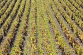 Vineyards in Beaujolais